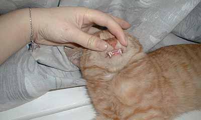如何处理宠物小猫的换牙问题（从保健到营养）