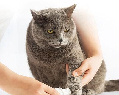 如何避免小猫剪指甲时流血（宠物护理的重要性与正确的剪指甲方法）