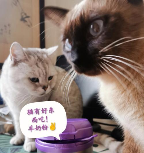 小猫的冰舔癖好（探讨小猫冰舔的原因和影响）