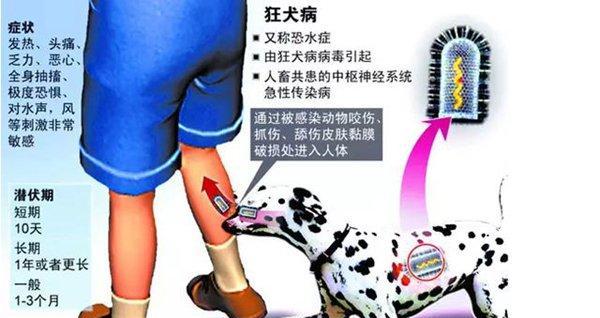 小猫的狂犬病表现详解（以宠物为主）