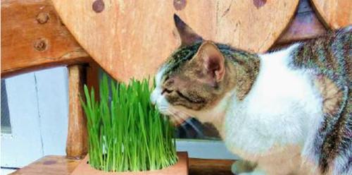 小猫拉绿色屎（探究绿色猫粪的原因和解决方法）