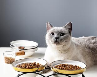 猫咪能吃狗粮吗（探究猫咪与狗粮的关系）