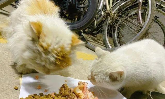 猫咪的饮食习惯与虾条（宠物猫咪能否食用虾条及其对猫咪健康的影响）