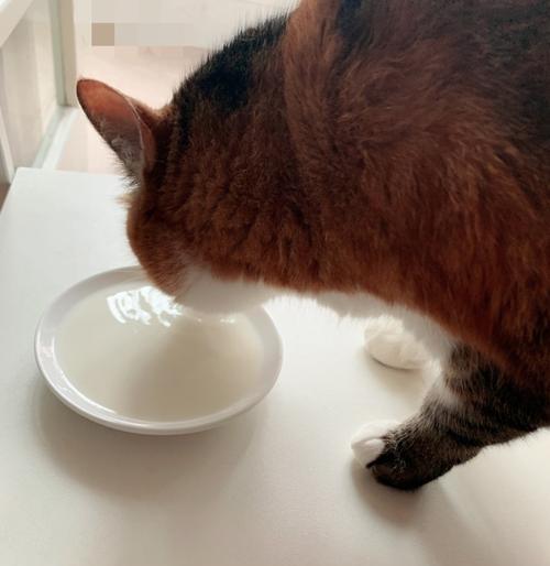 猫咪喜欢喝牛奶的真相（猫咪是否能够安全饮用牛奶）