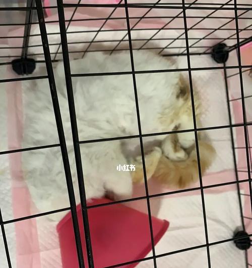 猫咪尿闭，小心慢性肾衰竭（如何判断猫咪是否尿闭）