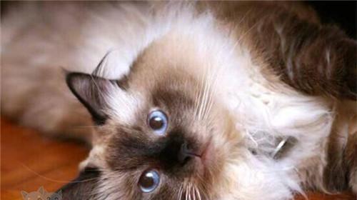 猫咪尿道炎舔肿的预防与治疗（以宠物为主）