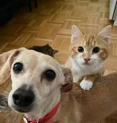 如何抱怕生的猫咪(教你正确的方法和技巧)