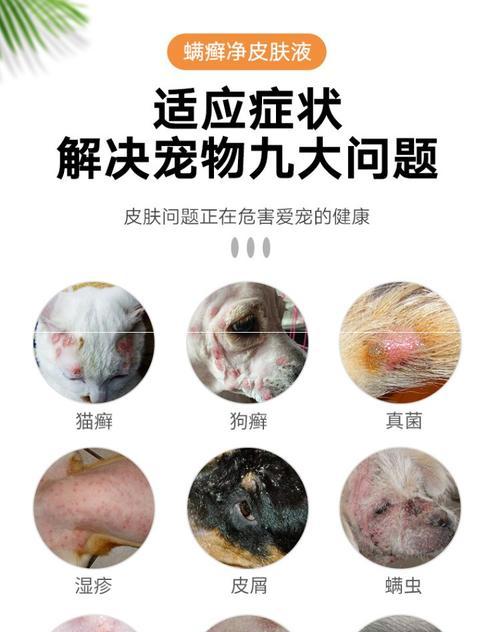 猫咪皮肤病全解析（从症状到治疗）