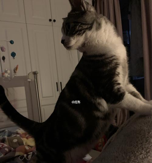 猫咪淋巴（深入了解猫咪淋巴）