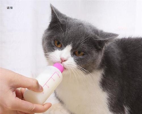 探究猫咪为何喜欢奶嘴（揭秘宠物猫咪的生理需求和心理因素）