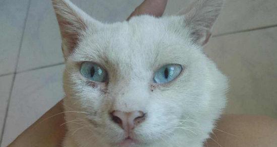 猫咪眼角膜出血,如何正确应对(以宠物为主)