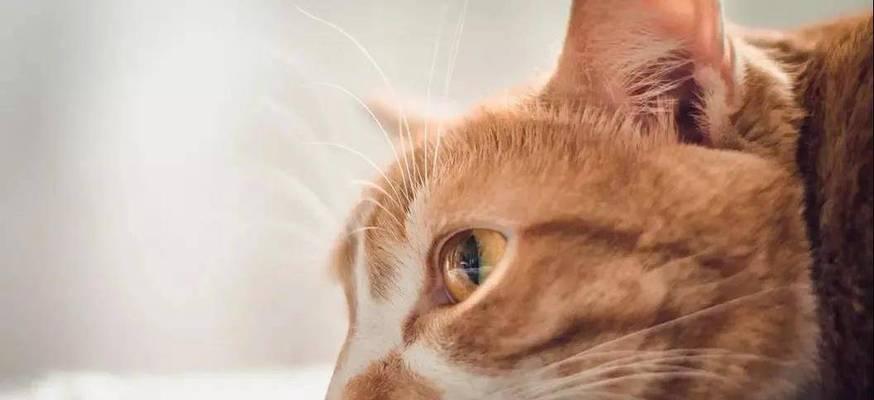 探究猫咪胰腺炎便血现象的原因与治疗方法（从宠物健康和饮食习惯角度分析便血的成因）