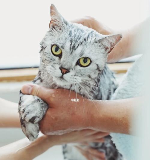 猫咪的洗澡技巧(宠物毛发护理的必备指南)