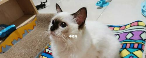 猫咪的十五个家（探寻宠物猫咪的生活空间）