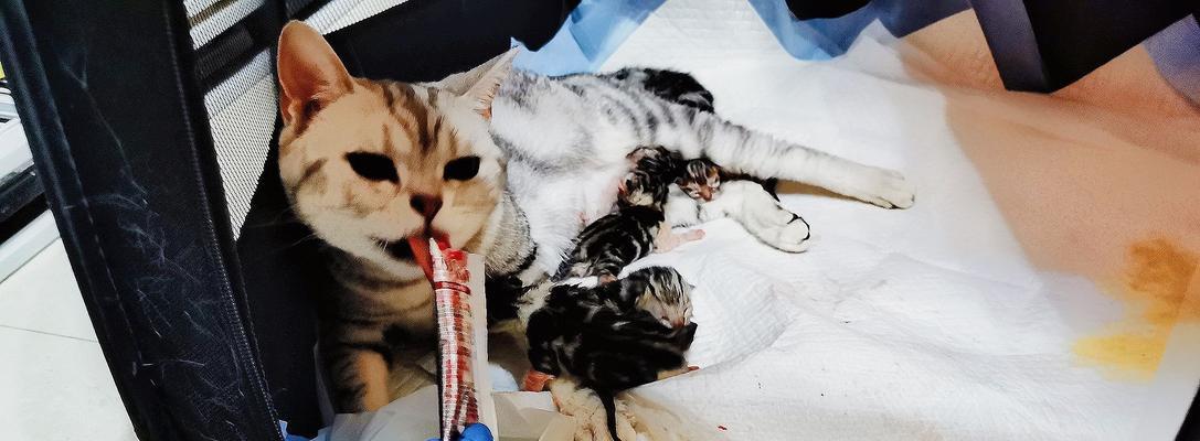 如何正确地给宠物猫咪剪脐带（从准备工作到具体操作）