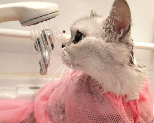如何正确给小猫洗澡（从洗浴用品到洗澡技巧）