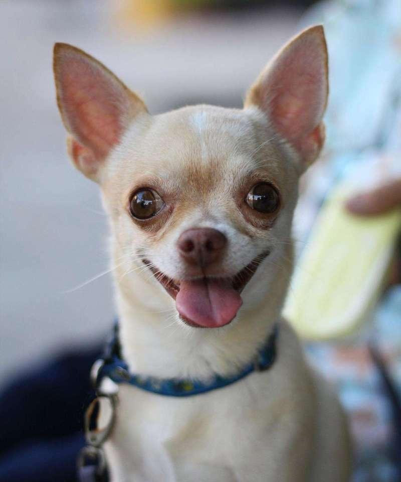 娃娃熊犬价格多少（以宠物为主）