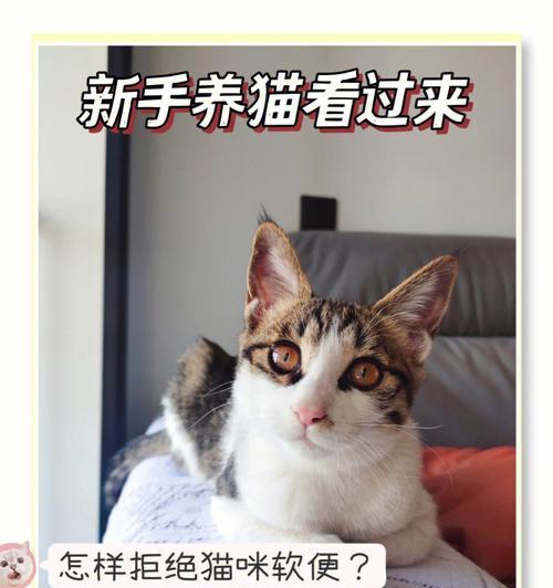 为什么猫不长肉（探究猫体内能量代谢机制）