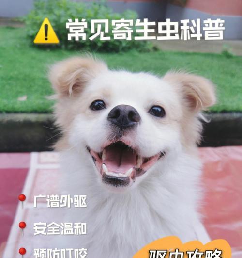 小狗克驱虫的正确方法(以宠物为主)