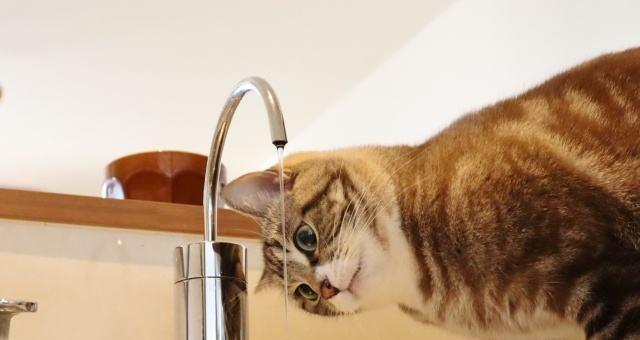 瘦小猫的水之爱——如何让你的宠物健康饮水（让宠物喝水成为一种享受）