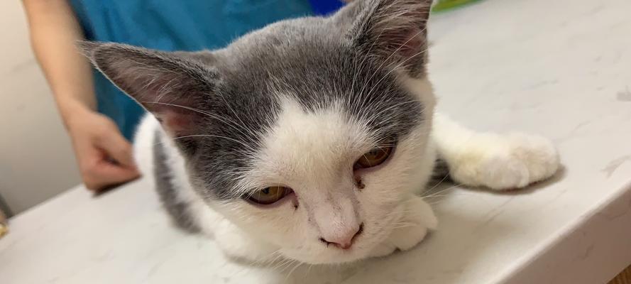 小猫鼻子的清洁秘籍(宠物猫鼻子的保养与清洁技巧)