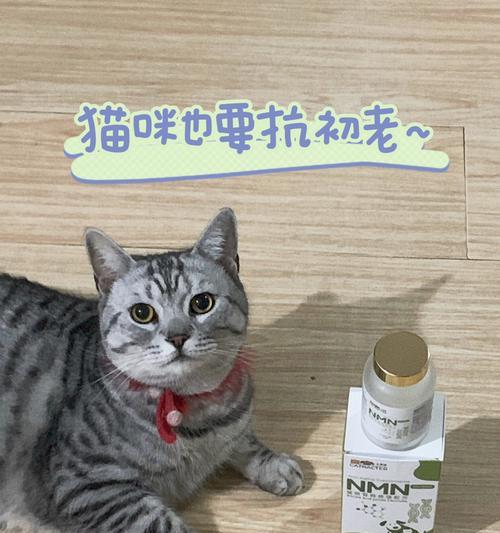 小猫如何补钙（以宠物为主）