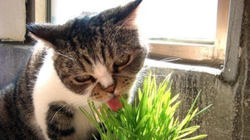 为什么要让宠物小猫吃猫草（了解猫草的好处）