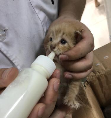 关于宠物小猫大便不成条的问题(为什么小猫的大便不成条)