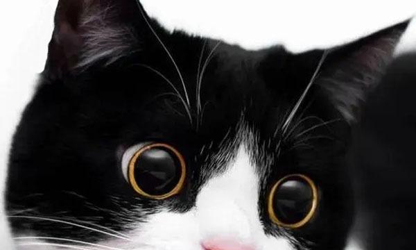 小猫为何老是流眼泪(揭秘宠物流泪原因与预防方法)