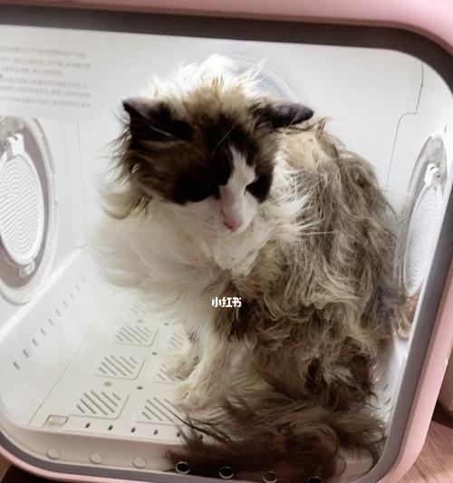 如何为宠物猫洗澡（小猫猫的日常护理）