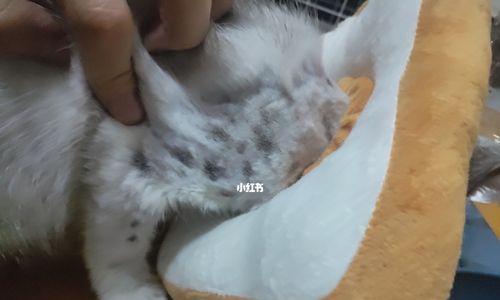 小猫猫藓会烂吗（了解小猫猫藓的产生原因和预防方法）