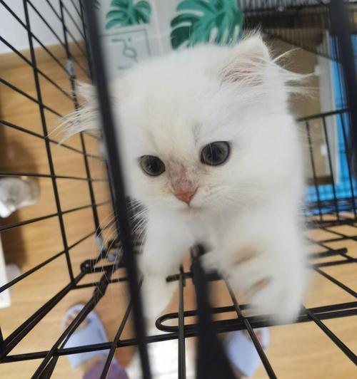 《小猫每天麻辣洗》（领略宠物世界的新奇）