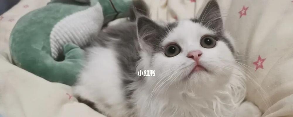 小猫能吃包子吗（探究宠物小猫饮食习惯与包子的关系）