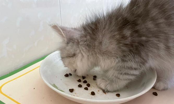 小猫能吃猫粮吗（宠物饮食安全）