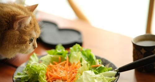 小猫能吃土豆吗（宠物的饮食习惯）