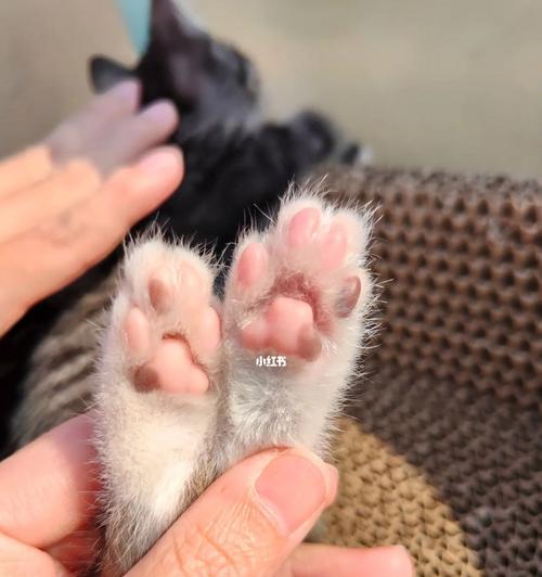 如何预防宠物小猫肉垫干裂（通过正确的护理方式让宠物小猫肉垫保持健康）