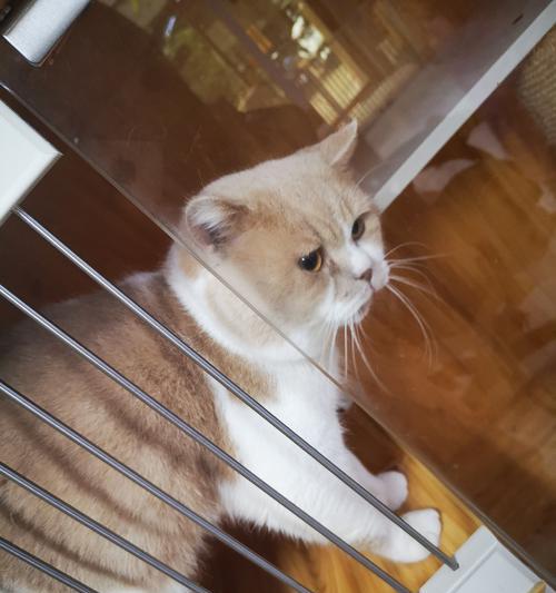 小猫身上毛脏了,如何清洗(宠物美容的必备技能)