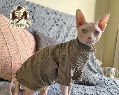 如何救治濒死的宠物猫（小猫死了怎么办）