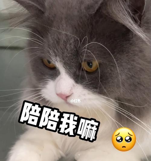 小猫爱撒娇，让主人宠上天（宠物的温柔撒娇让人难以抗拒）