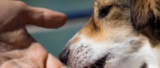 狗狗舔你到底意味着什么（从宠物行为学角度解读狗狗舔人的行为举止）