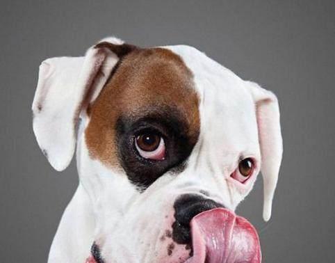 狗狗为什么喜欢舔人嘴（探究狗狗舔人嘴的原因和危害）