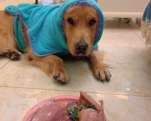 狗狗为什么不爱吃饭（探寻宠物饮食习惯的神秘之处）