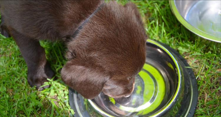揭开狗狗不爱喝水的真相（狗狗饮水的重要性和喝水不足的原因）