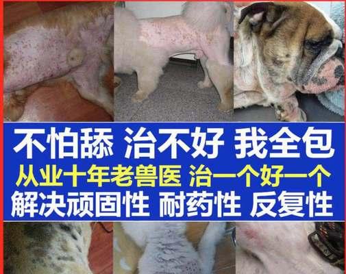 探究狗藓的成因及预防方法(探究狗藓的成因及预防方法)