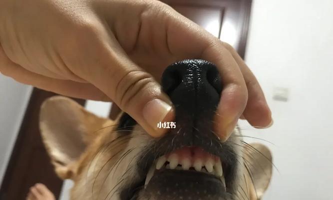 狗狗为什么牙齿会黄（探究狗狗牙齿变黄的原因及预防方法）