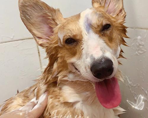 宠物狗狗洗澡的正确时间（如何让你的狗狗保持干净和健康）
