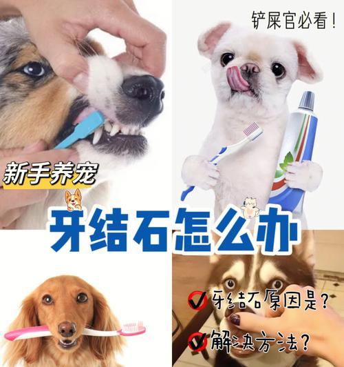 如何防止宠物犬牙齿结石（了解牙齿结石的危害和防治方法）