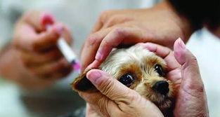 狗狗疫苗证的重要性（宠物犬健康的保障）