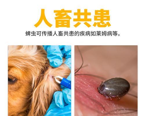 狗狗身上的蜱虫会对人有影响吗（了解蜱虫对人的危害与预防措施）