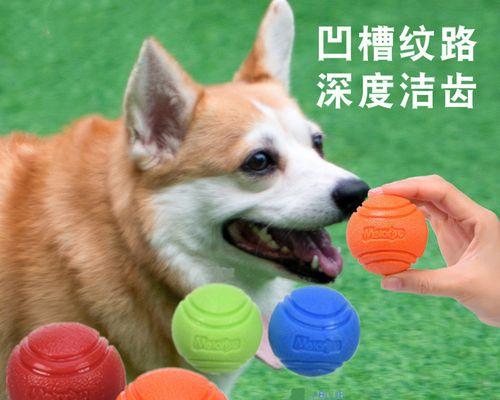 狗狗见狗狗就咬（以正面训练改变犬类攻击本能）